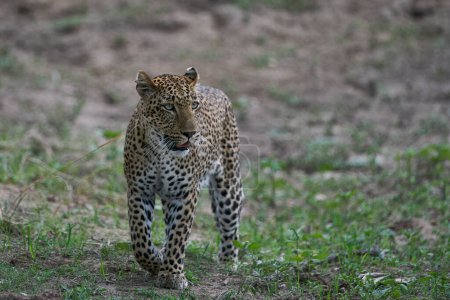 Foto de Caza de leopardo hembra (Panthera pardus) en el Parque Nacional de Luangwa del Sur, Zambia - Imagen libre de derechos