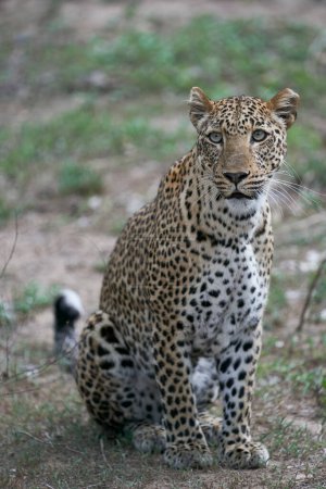 Foto de Caza de leopardo hembra (Panthera pardus) en el Parque Nacional de Luangwa del Sur, Zambia - Imagen libre de derechos