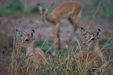 Young Impala (Aepyceros melampus) dans le parc national de South Luangwa, Zambie