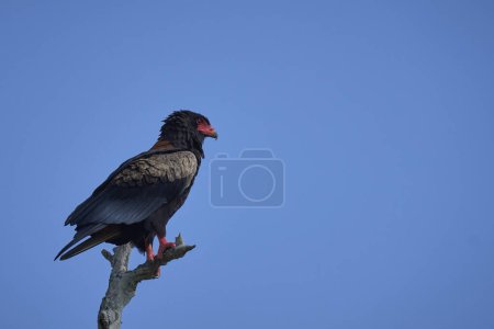 Bateleur eagle (Terathopius ecaudatus) perched on a tree branch against a blue sky in South Luangwa National Park in. Zambia