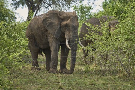 Foto de Grupo de solteros de elefante africano masculino (Loxodonta africana) en el Parque Nacional de Luangwa del Sur, Zambia - Imagen libre de derechos