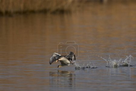 Haubentaucher (Podiceps cristatus) tummeln sich während der Frühjahrsbalz auf einem See in den Somerset Levels, Somerset, Großbritannien.