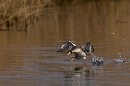 Great Crested Grebe (Podiceps cristatus) cavorting across the water during the spring courtship on a lake in the Somerset Levels, Somerset, United Kingdom.