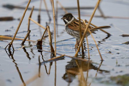 Male Reed Bunting (Emberiza schoeniclus) foraging for food on a cut down reedbed on the Somerset Levels in Somerset, United Kingdom.