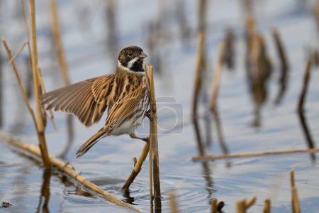 Male Reed Bunting (Emberiza schoeniclus) foraging for food on a cut down reedbed on the Somerset Levels in Somerset, United Kingdom.