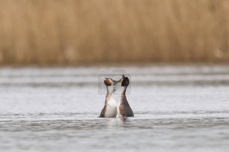 Haubentaucher (Podiceps cristatus) balzen mit Unkraut auf einem See in den Somerset Levels, Somerset, Großbritannien.