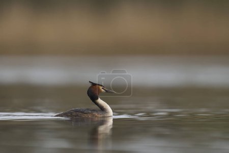 Great Crested Grebe (Podiceps cristatus) swimming on a lake in the Somerset Levels, Somerset, United Kingdom.