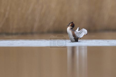Great Crested Grebe (Podiceps cristatus) flapping its wings on a lake in the Somerset Levels, Somerset, United Kingdom.     