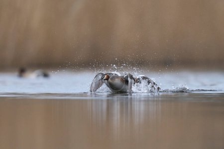 Haubentaucher (Podiceps cristatus) kämpfen während des Beginns der Brutsaison im Frühjahr auf einem See in den Somerset Levels, Somerset, Vereinigtes Königreich.