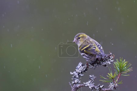 Siskin (Carduelis spinus) perched on a branch in the rain in the Highlands of Scotland.