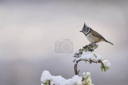 Crested Tit (Lophophanes cristatus) perched on a snow covered branch in the highlands of Scotland
