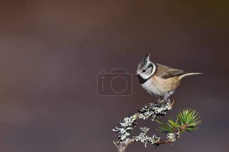 Crested Tit (Lophophanes cristatus) perched on a branch in the highlands of Scotland