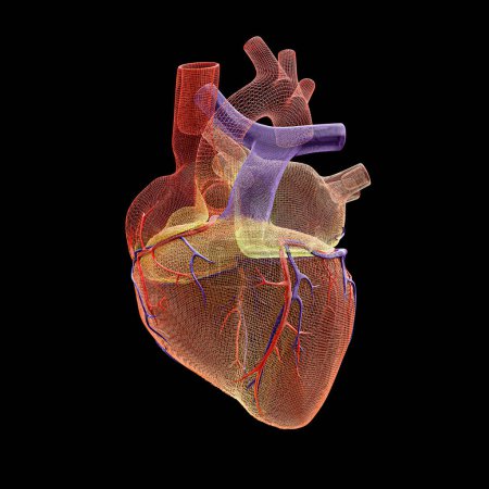 Foto de Corazón humano aislado sobre fondo negro 3d ilustración - Imagen libre de derechos