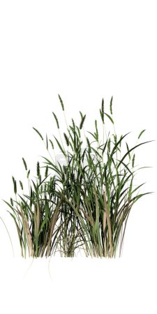 Photo for Tall grass isolated on white background 3d illustration - Royalty Free Image