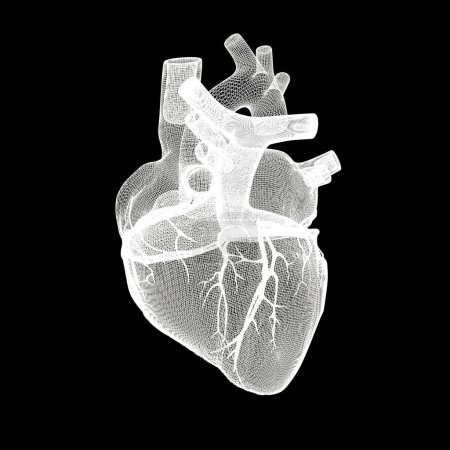Foto de Corazón humano aislado en el fondo del bálsamo 3d ilustración - Imagen libre de derechos
