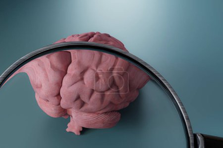 Photo for Magnifier tool on a human brain 3d illustration - Royalty Free Image