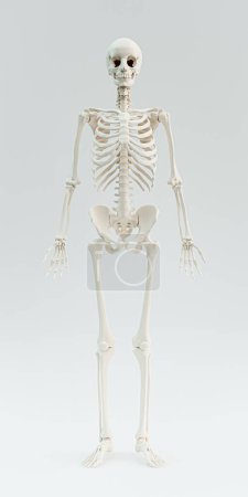 Photo for Skeleton isolated on white background 3d illustration - Royalty Free Image
