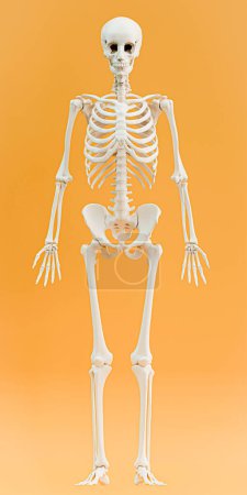 Téléchargez les photos : Squelette isolé sur fond orange illustration 3d - en image libre de droit