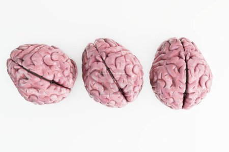 Photo for Human brains isolated on white background 3d illustration - Royalty Free Image