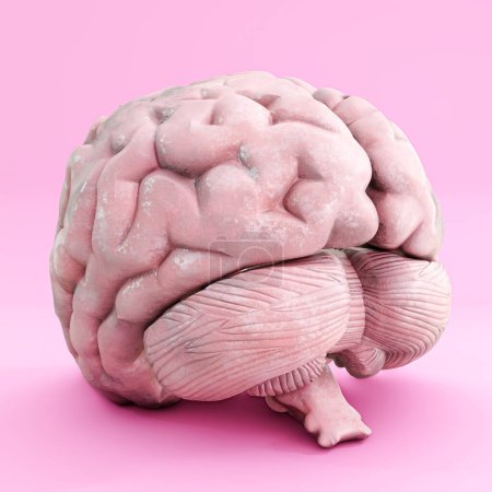Foto de Cerebro aislado sobre fondo rosa 3d ilustración - Imagen libre de derechos