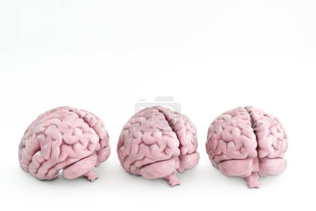 Téléchargez les photos : Cerveaux humains isolés sur fond blanc Illustration 3D - en image libre de droit
