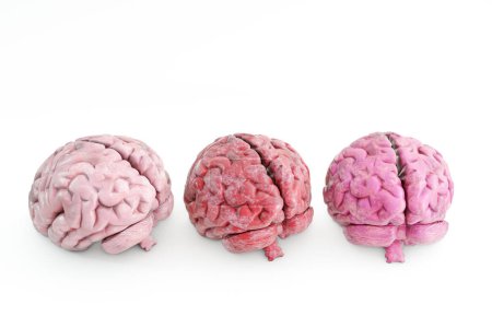 Foto de Cerebros humanos aislados sobre fondo blanco 3d ilustración - Imagen libre de derechos
