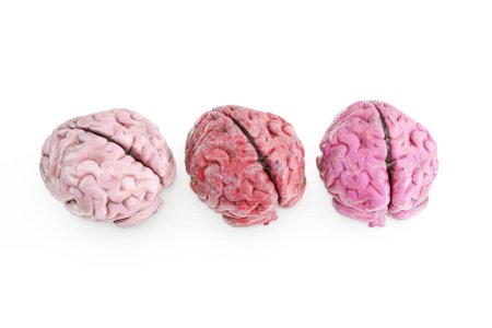 Téléchargez les photos : Cerveaux humains isolés sur fond blanc Illustration 3D - en image libre de droit
