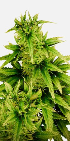 Photo for Marijuana plant isolated  on white background 3d illustration - Royalty Free Image