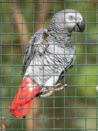 Téléchargez les photos : Le perroquet gris (Psittacus erithacus) accroché à une cage dans un zoo regarde la caméra. - en image libre de droit