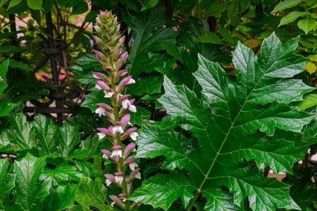 Téléchargez les photos : Culotte d'ours fleur en fleurs, (Acanthus mollis), avec fond de feuilles vertes - en image libre de droit