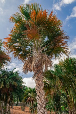 Téléchargez les photos : Gebang palm, (Corypha), trunk and leaves close view - en image libre de droit