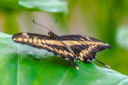 Photo for Papilio thoas, the king swallowtail butterfly resting on a green leaf with green vegetation background - Royalty Free Image