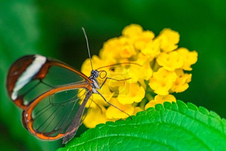 Téléchargez les photos : Papillon verrier (Greta oto), sur une fleur de lantana jaune, avec un fond de végétation vert foncé - en image libre de droit