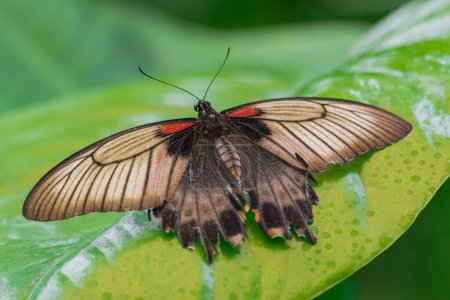 Téléchargez les photos : Papilio memnon, le grand papillon mormon, dans une feuille verte, avec un fond de végétation verte - en image libre de droit