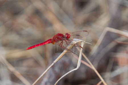 Téléchargez les photos : Dropwing mâle à nervure rouge (Trithemis arteriosa), perché sur herbe sèche - en image libre de droit