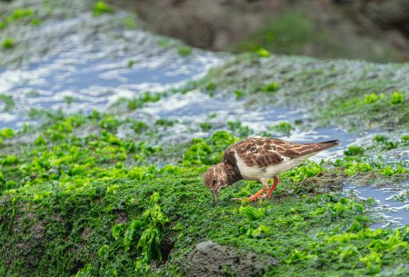 ruddy turnstone, (Arenaria interpres), in non breeding plumage, looking for food in the green moss, Tenerife, Canary islands