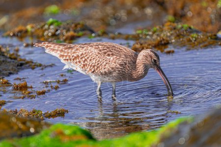  Eurasian curlew, (Numenius arquata),  searching for food underwater, with sunset light, Tenerife, Canary islands