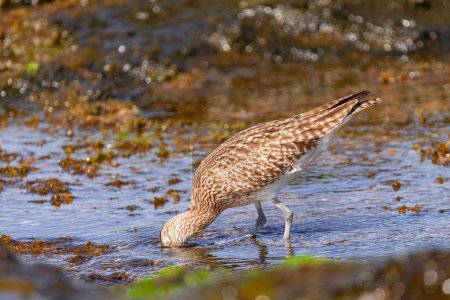  Eurasian curlew, (Numenius arquata),  searching for food underwater, with sunset light, Tenerife, Canary islands