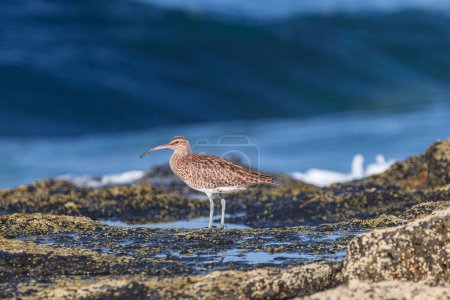  Eurasian curlew, (Numenius arquata),  on rocks with moss during low tide, with sunset light and blue ocean background, Tenerife, Canary islands
