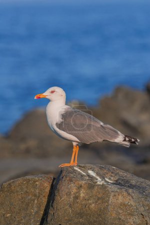 Photo for Yellow-legged gull (Larus cachinnans atlantis), standing on volcanic rocks, with sunlight, and blue Atlantic ocean  background, Tenerife, Canay islands, Spain - Royalty Free Image