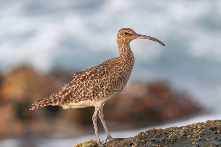  Eurasian curlew, (Numenius arquata),  on rocks with moss during low tide, with sunset light and waves foam background, Tenerife, Canary islands