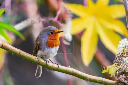 European robin, (Erithacus rubecula superbus), on a branch with vegetation background, Tenerife, Canary islands