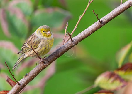 Photo for Atlantic canary, (Serinus canaria), on a branch, in Tenerife, Canary islands - Royalty Free Image