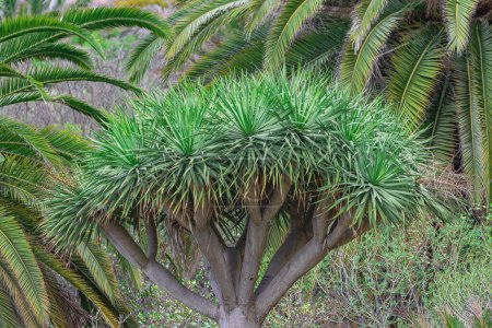 Canary Islands dragon tree, (Dracaena draco), with palm fronds background, in Tenerife, Canary islands