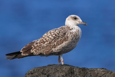 young juvenile yellow-legged gull, (Larus michahellis), standing on rocks, with Atlantic ocean background
