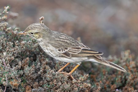 Berthelot's pipit bird, (Anthus berthelotii), standing on vegetation in search of food, Tenerife, Canary islands, Spain