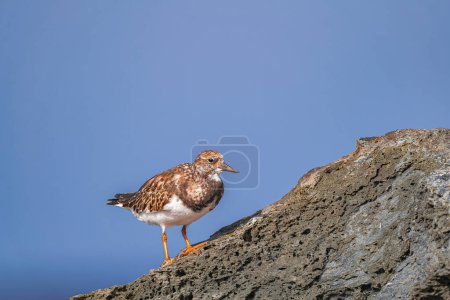 ruddy turnstone (Arenaria interpres) in non breeding plumage, standing on volcanic rocks with sunlight and Atlantic ocean background, Tenerife, Canary islands