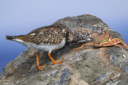 rougeâtre, (Arenaria interprétes) en plumage non reproducteur, mangeant un crabe mort, Tenerife, îles Canaries