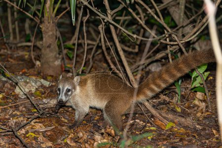 Téléchargez les photos : Coati dans la forêt tropicale des Caraïbes au Mexique - en image libre de droit