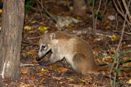 Photo for Coati in caribbean rainforest at Mexico - Royalty Free Image